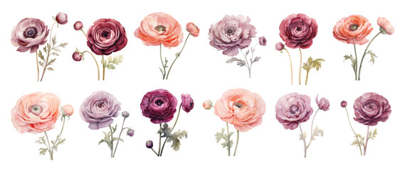 Watercolor ranunculus flowers hand drawn floral illustration set on white background
