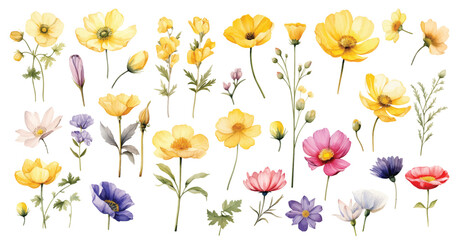 Watercolor wild flowers hand drawn floral illustration set on white background
