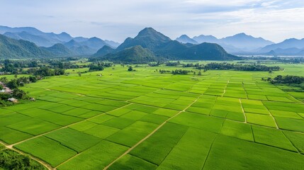 Fototapeta premium Lush green rice fields surrounded by mountains under a clear blue sky.