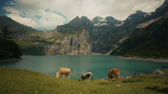 Cow herd eating grass with Oeschinen lake and white clouds in the background in Switzerland during summer