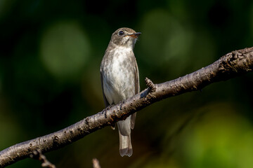 枝にとまるコサメビタキ