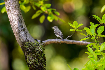 枝にとまるコサメビタキ