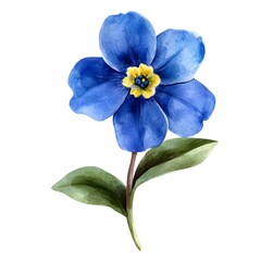 Obraz premium Watercolor Blue Forget me not Flower with Green Leaves Isolated on White Background