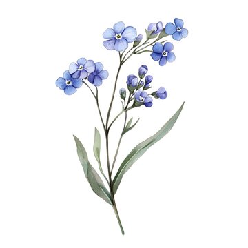 recommend clip art: Watercolor Blue Forget Me Not Flowers Branch Spring Floral Illustration