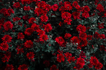 Vibrant red flowers blossoming in a lush garden during early autumn afternoon