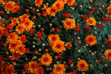 Vibrant orange and red flowers blooming in a lush garden during the late afternoon sunlight
