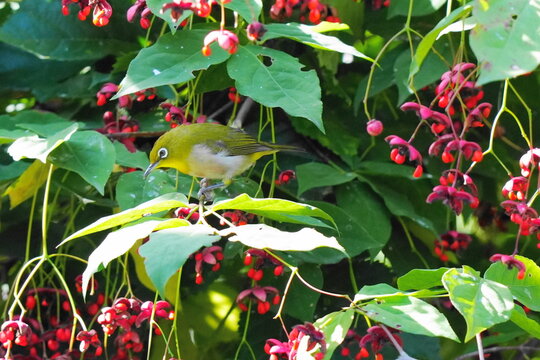 Japanese white-eye perched on a branch of Korean spindle tree with red fruits