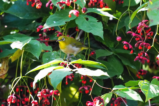 Japanese white-eye perched on a branch of Korean spindle tree with red fruits