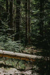 Exploring a serene forest with tall trees and a fallen log during a sunny afternoon in nature