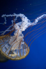 Graceful jellyfish gliding through deep blue ocean water at an aquarium