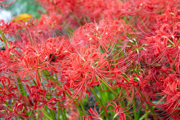 So many beautiful Red spider lilies in Gifu.