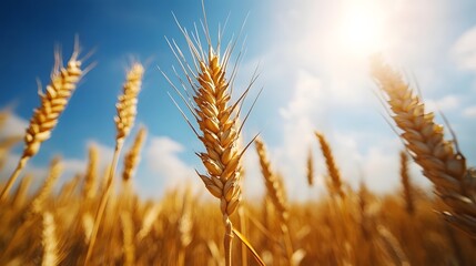 grain field and golden hour sky photo