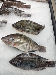 fresh bass in ice for sale in supermarket