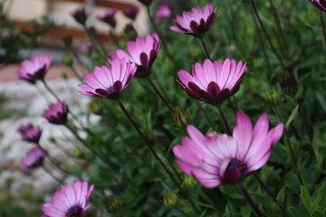 field of pink flowers