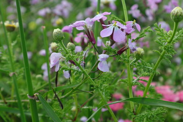 flowers in the garden