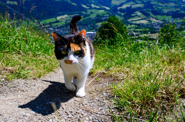 Kleine dreifarbige Katze