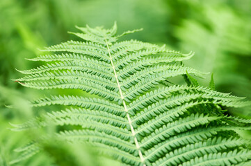 Green leaves background. Selective and soft focus. Copy space.