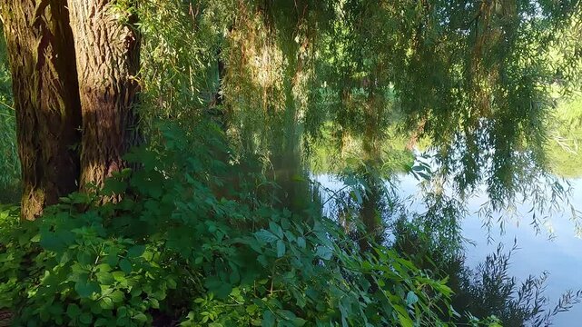 Fishing among fresh green willow branches on the shore of Seret river. Sunny morning scene of Topilche Park with small cafe, Ternopil, Ukraine. 4K video (Ultra High Definition).