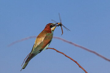 european bee eater