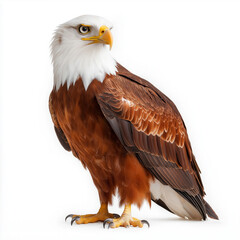 Fototapeta premium Fish Eagle Isolated