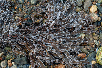 Frost-covered seaweed sprawls across a rocky shoreline, capturing the serene beauty of dawn's gentle light.