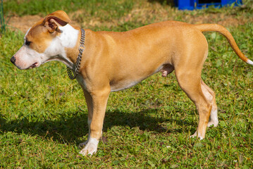 Adorable American Staffordshire Terrier Puppy Explores Finnish Meadow. Young Amstaff Showcases Breed's Characteristic Strength and Charm in Outdoor Setting.