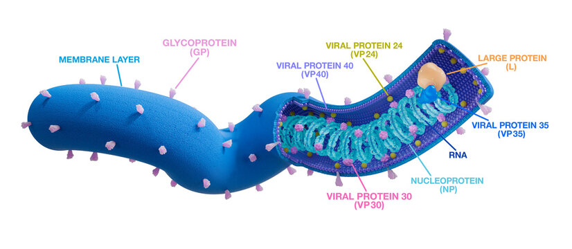 Marburg virus (MARV) structure. The Marburgvirus is of the Filoviridae family and causes the Marburg virus disease. 3d illustration.