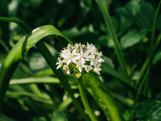 Flowers in the garden