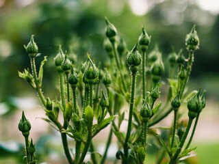 Flower buds