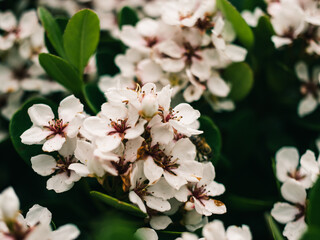 Spring blossom