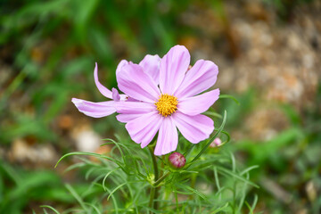 Fototapeta premium コスモス