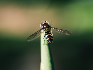 Insect on a plant