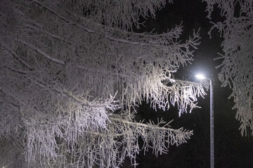 snow covered tree branches