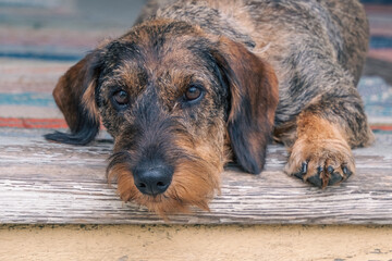 portrait of a dog