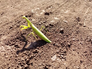 A green large predatory praying mantis on a background of gray soil with raised sticky paws. A large predatory insect in the field.