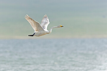 whooper swan (Cygnus cygnus) in flight with a broken neck.