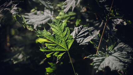 Herbst