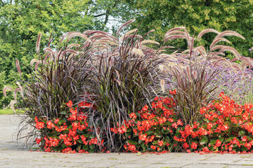 Vibrant Garden Featuring Graceful Purple Fountain Grass Surrounded By Bright Red Begonias