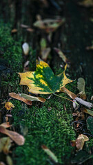 Herbst