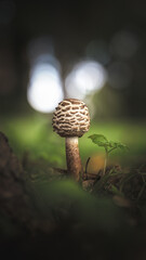 Herbst