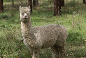 Fototapeta premium Alpaca NSW P1004083