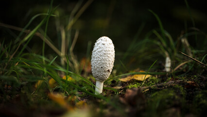 Herbst
