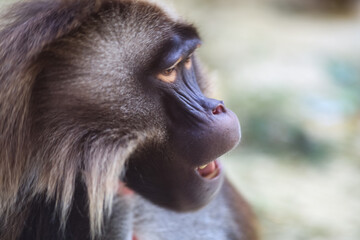 Gelada Baboon portrait