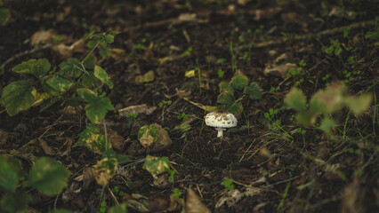 Herbst
