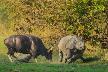 Fototapeta premium Indian gaur chasing Indian Rhinoceros 