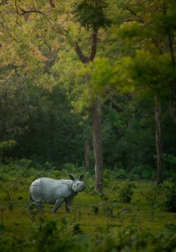One horned Rhinoceros baby at Manas National park 