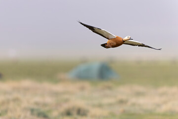 Ruddy shelduck (Tadorna ferruginea) in flight.