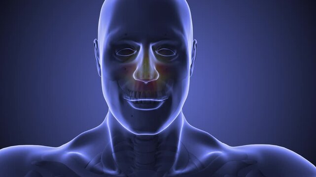 Anatomical animation of the sinuses in medicine
