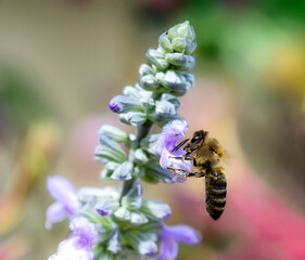 Bee pollinating on a purple sage flower
