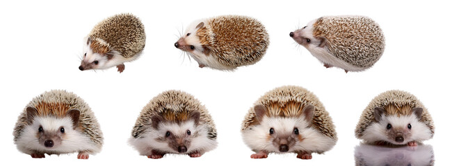 Obraz premium Various hedgehogs in different poses on a white isolated background.